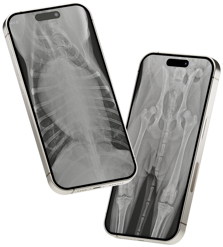 Imagem de celulares com radiografias.